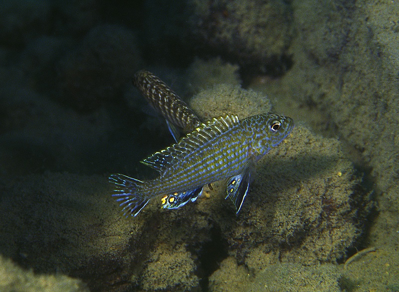 Labidochromis textilis 'Hai Reef'